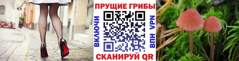 Псилоцибиновые грибы прущие грибы Нестеров